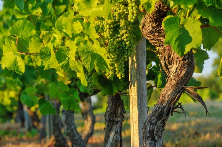 vignoble des cotes de gasgogne