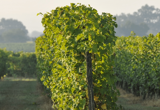 vignes au printemps